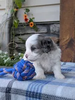 Trio, a male Cavapoo for sale in Ohio, OH – 3 of 4