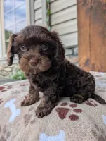 Caleb, a male Cavapoo for sale in Ohio, OH – 4 of 4