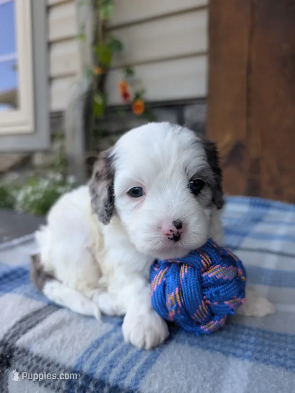 Trio – Cavapoo puppy for sale in Ohio, OH
