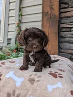 Penny , a female Cavapoo for sale in Ohio, OH – 3 of 3