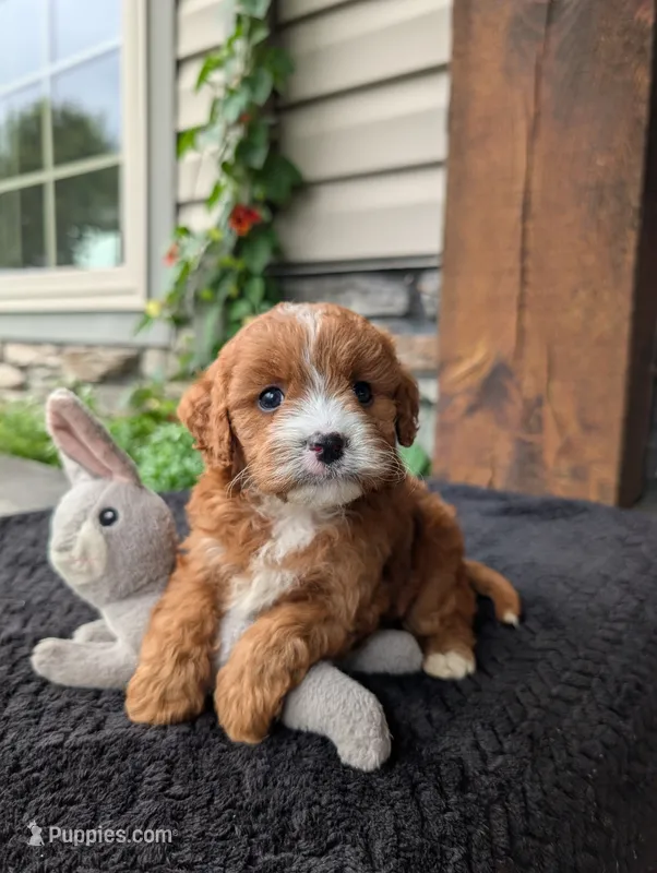 Sandy  – Cavapoo puppy for sale in Ohio, OH