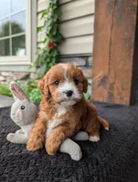 Sandy , a female Cavapoo for sale in Ohio, OH – 1 of 4