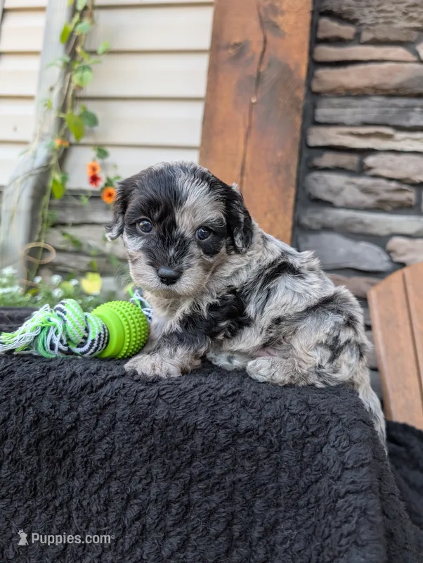 Snickers  – Cavapoo puppy for sale in Ohio, OH