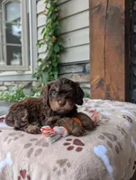 Riley , a male Cavapoo for sale in Ohio, OH – 4 of 4