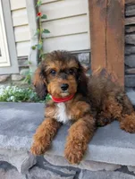 Marley , a male Cavapoo for sale in Ohio, OH – 3 of 4