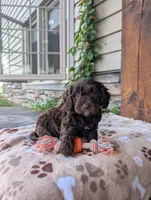 Rocky , a male Cavapoo for sale in Ohio, OH – 3 of 4
