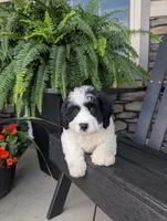 Toby , a male Cavapoo for sale in Ohio, OH – 2 of 3