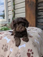 Caleb, a male Cavapoo for sale in Ohio, OH – 2 of 4