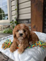 Memory , a male Cavapoo for sale in Ohio, OH – 2 of 4