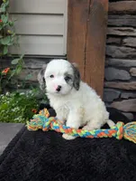 Trio, a male Cavapoo for sale in Ohio, OH – 2 of 2