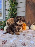 Skipper, a male Cavapoo for sale in Ohio, OH – 1 of 3