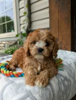 Money , a male Cavapoo for sale in Ohio, OH – 1 of 1