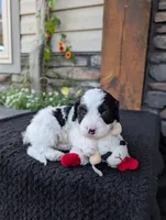 Toby , a male Cavapoo for sale in Ohio, OH – 2 of 4