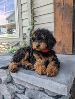 Max, a male Cavapoo for sale in Ohio, OH – 3 of 4