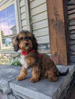 Marley , a male Cavapoo for sale in Ohio, OH – 4 of 4