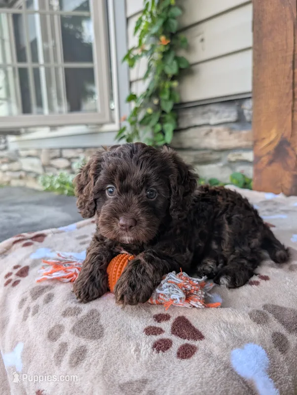 Rocky  – Cavapoo puppy for sale in Ohio, OH