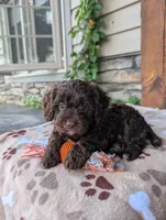 Rocky , a male Cavapoo for sale in Ohio, OH – 1 of 4