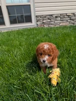 Jesscia , a female Cavapoo for sale in Ohio, OH – 3 of 3