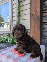 Coco, a female Cavapoo for sale in Ohio, OH – 3 of 4