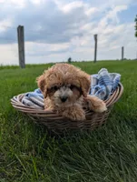 Teddy , a male Cavapoo for sale in Ohio, OH – 3 of 5