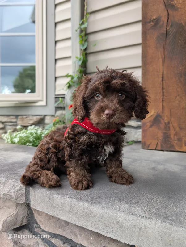 Cody  – Cavapoo puppy for sale in Ohio, OH