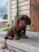 Cody , a male Cavapoo for sale in Ohio, OH – 1 of 4