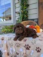 Susie, a female Cavapoo for sale in Ohio, OH – 3 of 3