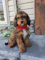 Marley , a male Cavapoo for sale in Ohio, OH – 2 of 4