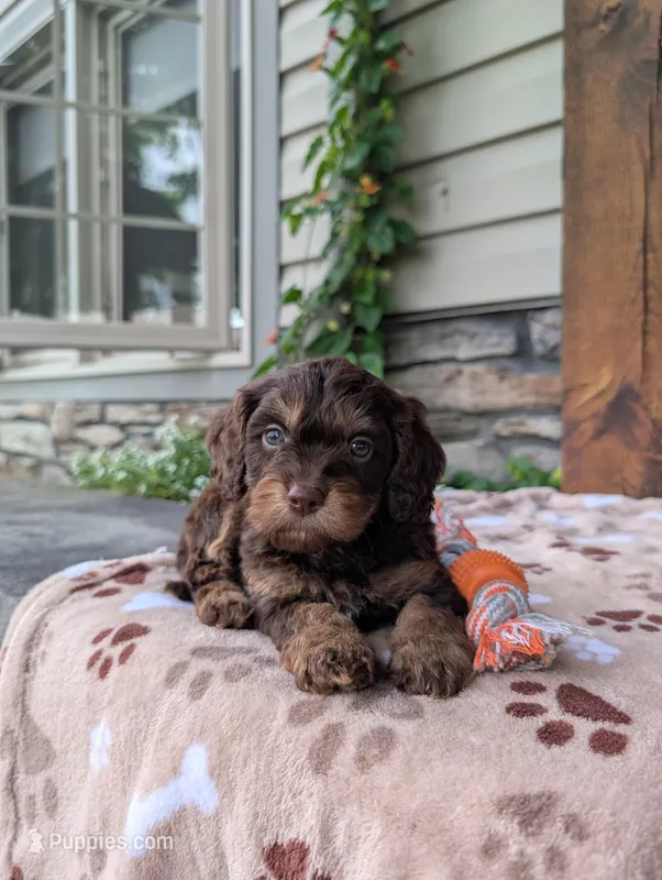 Riley  – Cavapoo puppy for sale in Ohio, OH