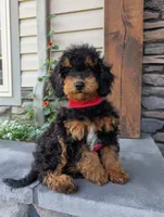 Max, a male Cavapoo for sale in Ohio, OH – 1 of 4