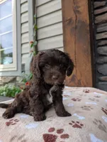 Penny , a female Cavapoo for sale in Ohio, OH – 2 of 3