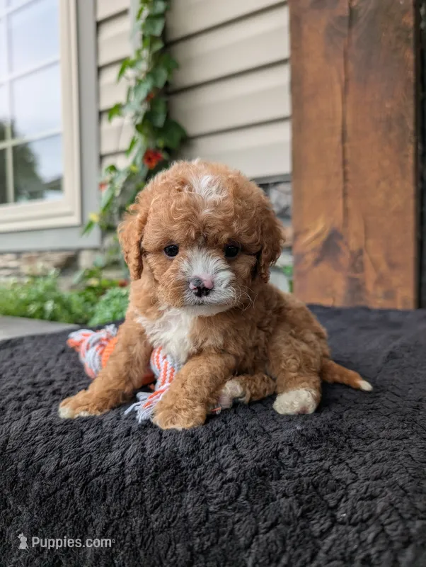 Scotty – Cavapoo puppy for sale in Ohio, OH