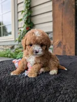 Scotty, a male Cavapoo for sale in Ohio, OH – 1 of 4