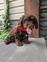 Cody , a male Cavapoo for sale in Ohio, OH – 4 of 4