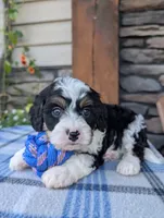 Tommy , a male Cavapoo for sale in Ohio, OH – 2 of 4