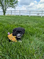 Melonie, a female Cavapoo for sale in Ohio, OH – 6 of 6