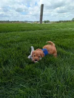 Winston , a male Cavapoo for sale in Ohio, OH – 4 of 5