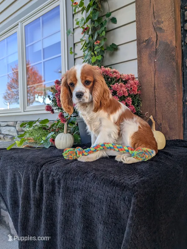 Bingo  – Cavalier King Charles Spaniel puppy for sale in Ohio, OH