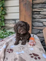 Rocky , a male Cavapoo for sale in Ohio, OH – 4 of 4