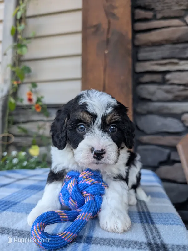 Tommy  – Cavapoo puppy for sale in Ohio, OH