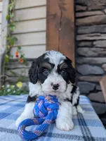 Tommy , a male Cavapoo for sale in Ohio, OH – 1 of 4