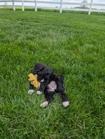 Melonie, a female Cavapoo for sale in Ohio, OH – 4 of 6