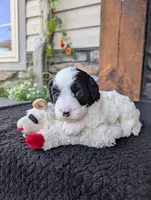 Toby , a male Cavapoo for sale in Ohio, OH – 1 of 4