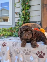 Susie, a female Cavapoo for sale in Ohio, OH – 2 of 3