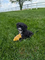 Melonie, a female Cavapoo for sale in Ohio, OH – 2 of 6