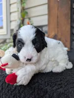 Toby , a male Cavapoo for sale in Ohio, OH – 3 of 4