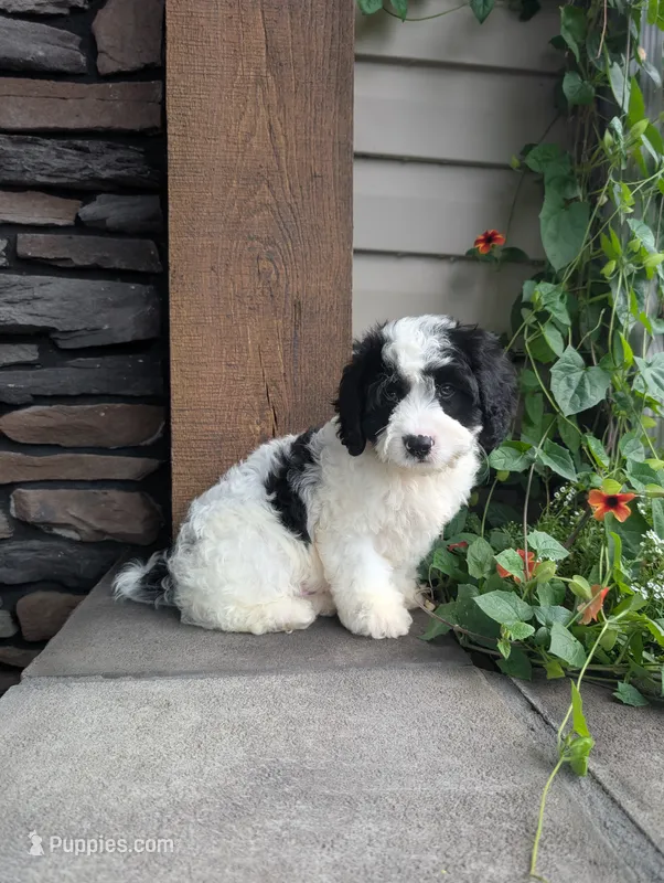 Toby  – Cavapoo puppy for sale in Ohio, OH
