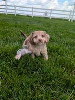 Twixi, a female Cavapoo for sale in Ohio, OH – 3 of 5