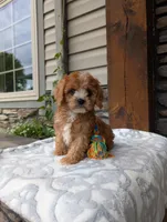 Memory , a male Cavapoo for sale in Ohio, OH – 4 of 4