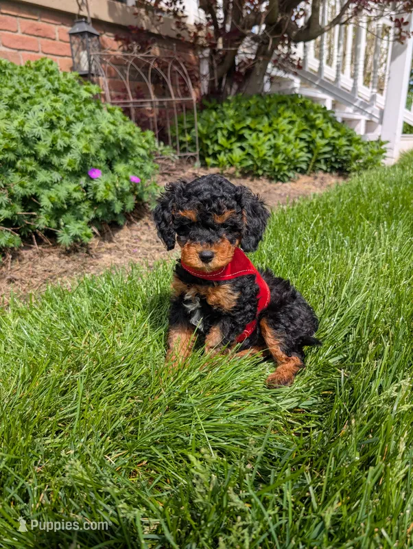 Max – Cavapoo puppy for sale in Ohio, OH